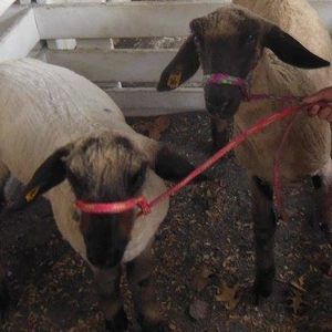 Meet your Posher, Cathy